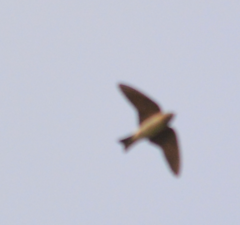 Hirundinidae