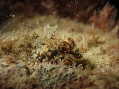 Tripterygion delaisi