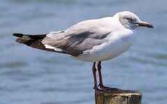Chroicocephalus cirrocephalus poiocephalus