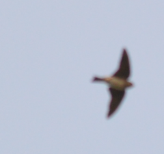 Hirundinidae