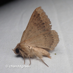 Ericeia subcinerea
