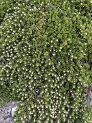 Baccharis magellanica
