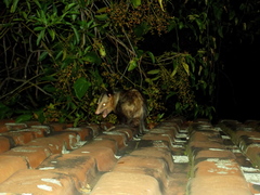 Didelphis aurita