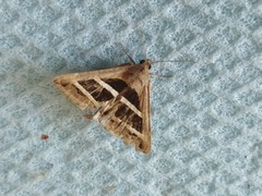 Grammodes bifasciata