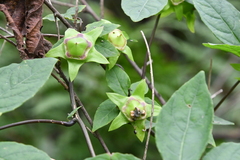 Codonopsis lanceolata