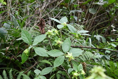 Codonopsis lanceolata