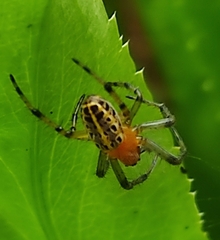Alpaida veniliae