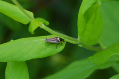 Pseudomops neglectus