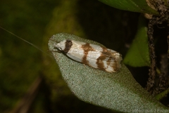 Chezala brachypepla