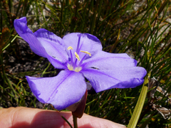 Aristea oligocephala