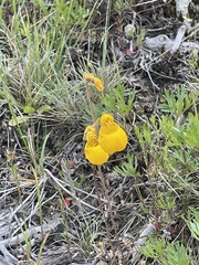 Calceolaria biflora