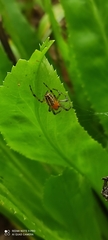Alpaida veniliae