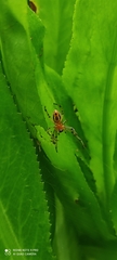 Alpaida veniliae