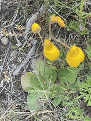 Calceolaria biflora