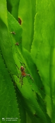 Alpaida veniliae