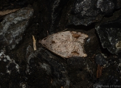 Zonopetala paroospila