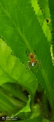Alpaida veniliae