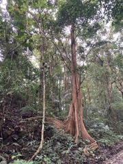 Dipterocarpaceae