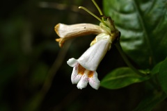 Hemiboea subcapitata
