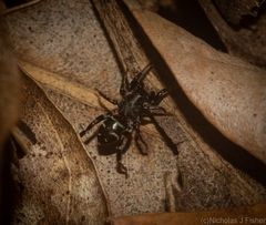 Disnyssus judidenchae