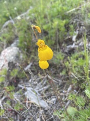 Calceolaria biflora