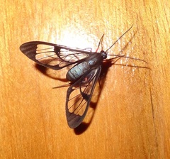 Mesothen caeruleicorpus