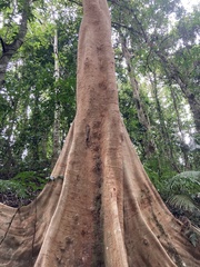 Dipterocarpaceae