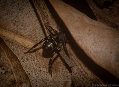 Disnyssus judidenchae