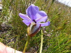Aristea oligocephala