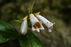 Hemiboea subcapitata