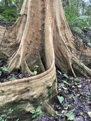 Dipterocarpaceae