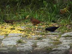 Tachyphonus coronatus