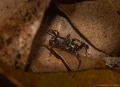 Disnyssus judidenchae
