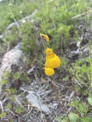 Calceolaria biflora