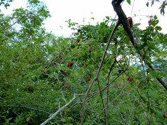 Cardiospermum corindum