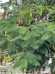 Delonix regia
