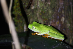 Hylomantis granulosa