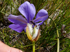 Aristea oligocephala