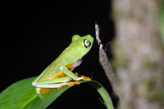 Hylomantis granulosa