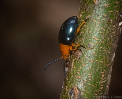 Lamprolina simillima