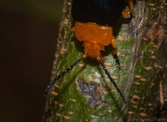 Lamprolina simillima