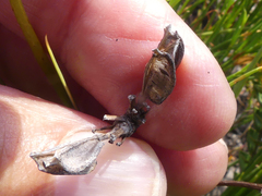 Aristea oligocephala
