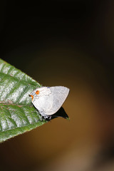 Ostrinotes tarena