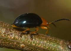 Lamprolina simillima