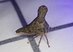 Glossonotus acuminatus