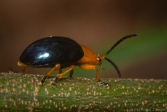 Lamprolina simillima