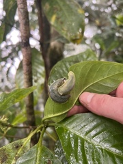 Pseudoveronicella thomensis