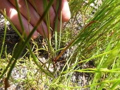 Aristea oligocephala