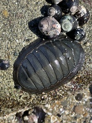 Chiton magnificus