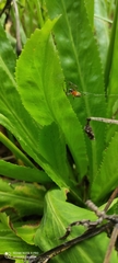 Eryngium foetidum